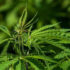 3 Popular Benefits Of Using Cannabinoid Products