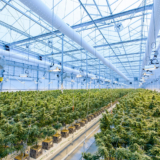 Things You Need To Consider Before Buying Cannabis Online