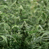 6 Important Things to Know About Growing Marijuana