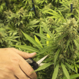 Top 6 Techniques to increase your marijuana yields