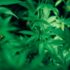Why You Should Gift Your Brother-in-Law CBD
