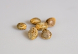 Is It Easy To Germinate Cannabis Seeds?