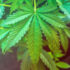 4 Different Methods of Smoking Cannabis and The Advantages of Each Method