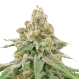 Wedding Cake Feminized Seeds and What You Need to Know