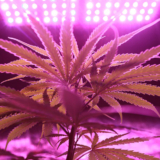Want To Grow Your Own Weed? Here Are 7 Things You Need